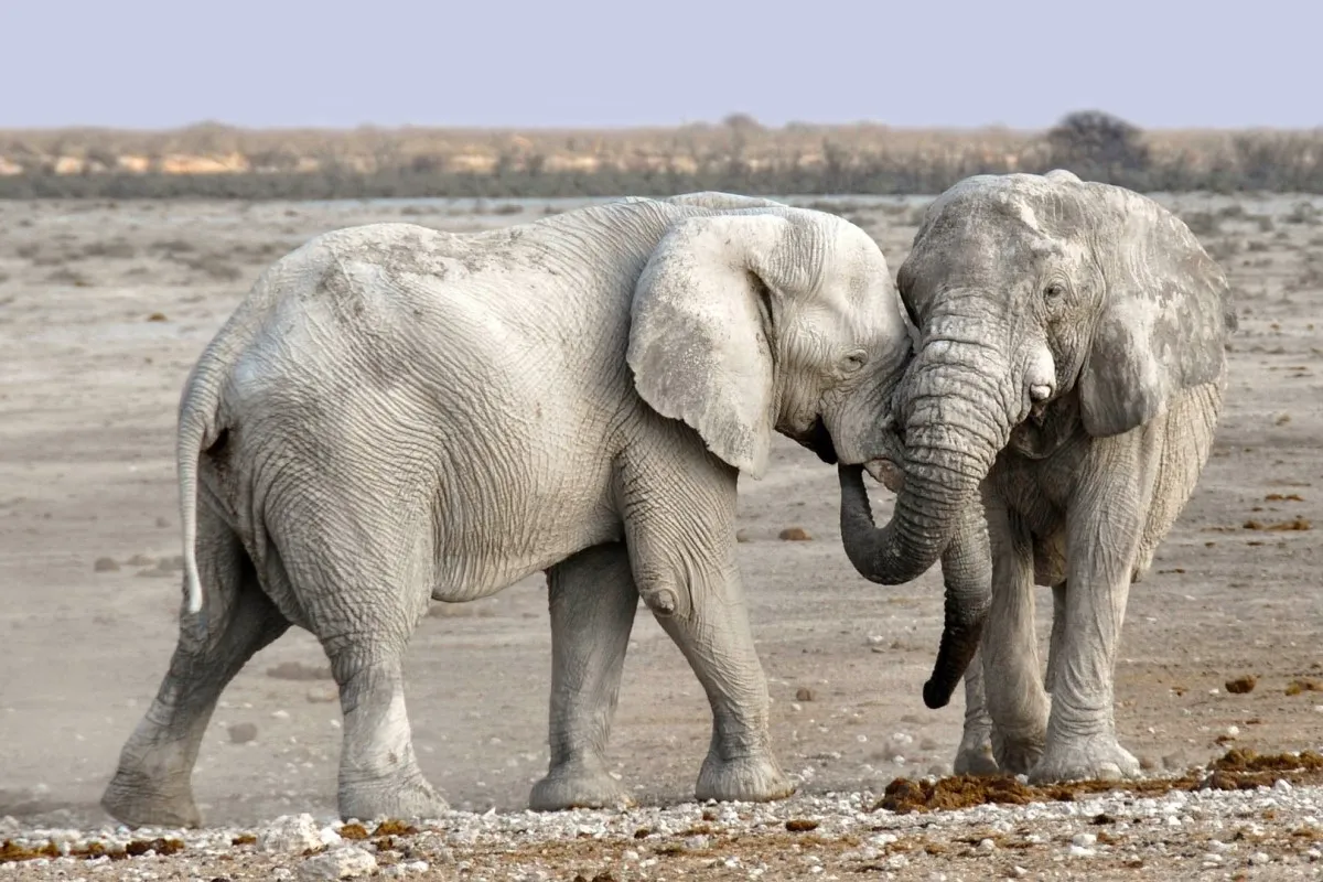6 Day Dunes and Wildlife Safari